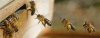 Pollen-Honey-Bees.jpg