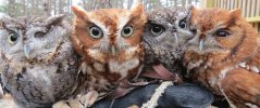 screech-owls-wider.jpg